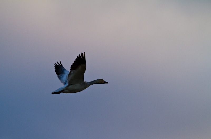 Snow Goose In Flight